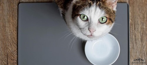 natvoer-of-droogvoer-wat-geef-jij-aan-je-kat