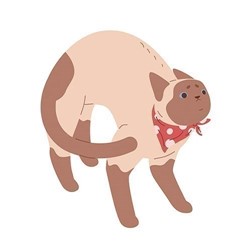 bange-lichaamshouding-kat