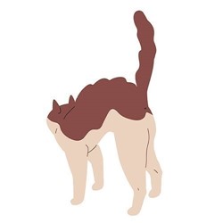 agressieve-lichaamshouding-kat